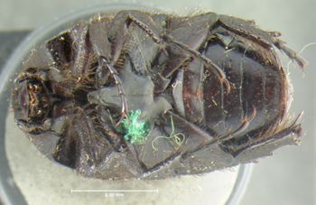 Media type: image;   Entomology 24875 Aspect: habitus ventral view